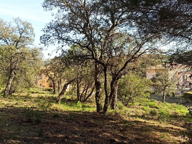 Vente  Terrain de 3231 m² à Sainte Maxime 1 855 000 euros Réf: SFN-1679549