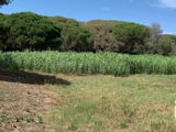 Vente  Terrain de 2561 m² à Fréjus 400 000 euros