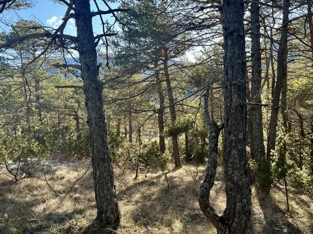 Vente  Terrain de 2500 m² à La Martre 30 500 euros Réf: SFN-1853491