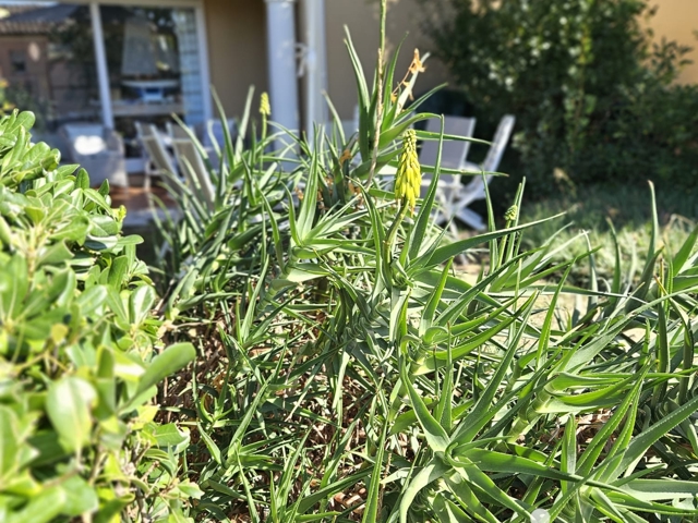 Vente  Appartement F2  de 34 m² à Sainte Maxime 218 400 euros Réf: SFN-1787552