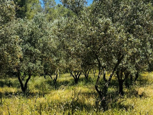 Vente  Terrain de 22550 m² à Callas 125 000 euros Réf: SFN-2048576