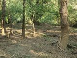 Vente  Terrain de 3288 m² à Bras 21 000 euros